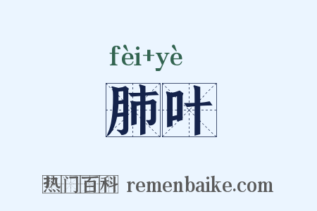 肺叶是什么意思的图片